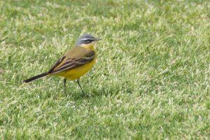 Yellow Wagtail