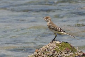 Yellow Wagtail 1st winter