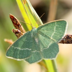 Small Grass Emerald