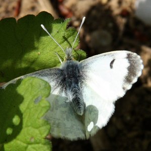 Orange tip female