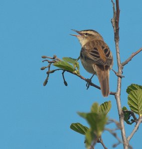 Sedge Warbler