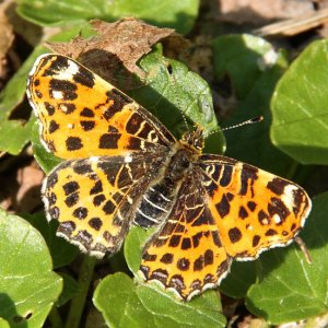 Map Butterfly - 1st brood female