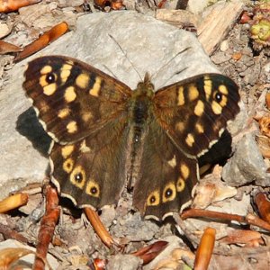 Speckled Wood