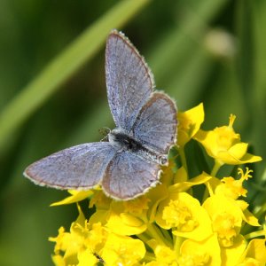 Short-tailed Blue male