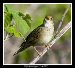 Singing Grasshopper warbler