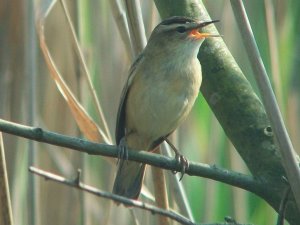 Sedge Warbler