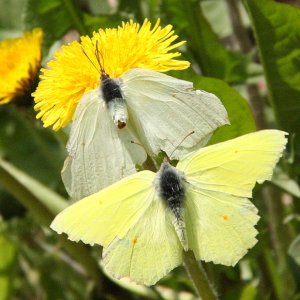 Brimstone pair (1)