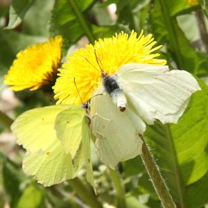 Brimstone pair (2)