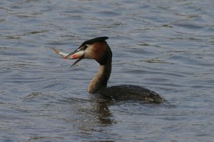Great Crested Greed
