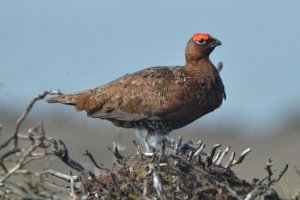 Red Grouse