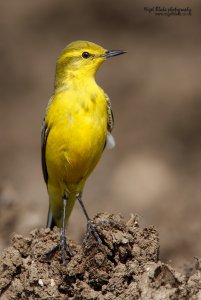 Yellow Wagtail