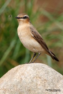 Northern Wheatear & Fly