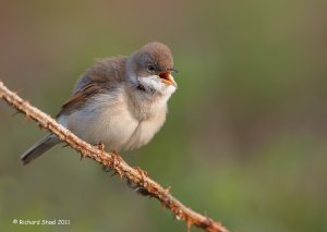 Common Whitethroat