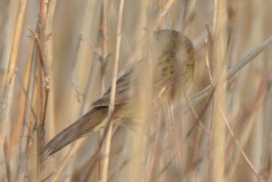 Grasshopper Warbler