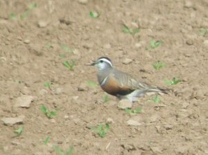 Dotterel