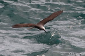 Black noddy soaring