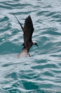 Black noddy hovering