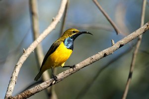 Male Olive-backed Sunbird