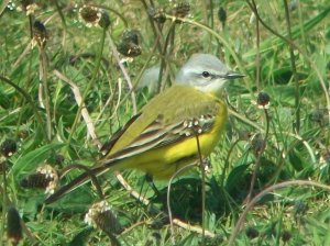 Channel Wagtail