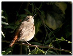 Redstart