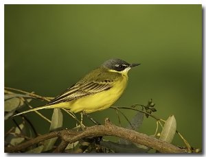 Yellow wagtail