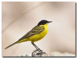 Yellow wagtail