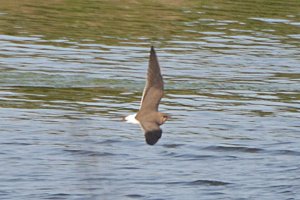 Collared Pratincole