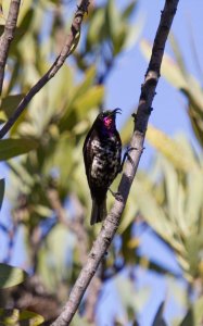 Amethyst Sunbird