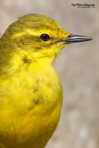 Yellow Wagtail