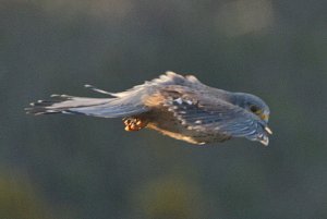 Kestrel