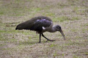 Hadeda Ibis