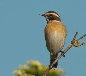 Whinchat through new glass