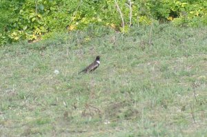 ring ouzel