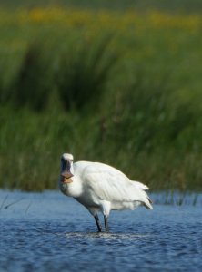 Eurasian Spoonbill