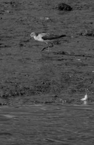 Greenshank