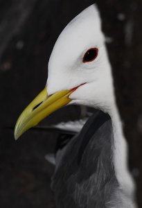 Kittiwake Keek-a-boo!