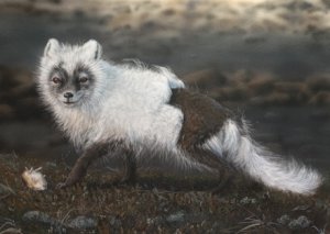 Arctic fox, acrylics