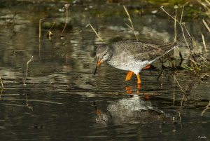 Redshank and reflection.