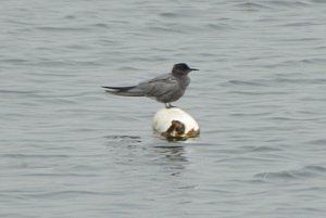 Black Tern