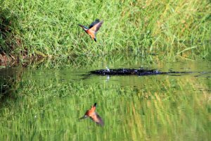 Kingfisher Reflection