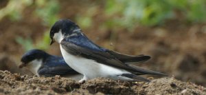 House Martin