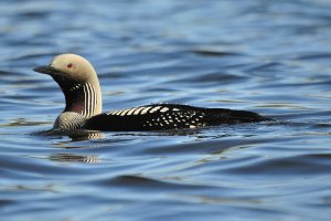 Summer Glory; Black-Throated Diver