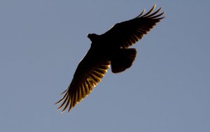 White Necked Raven