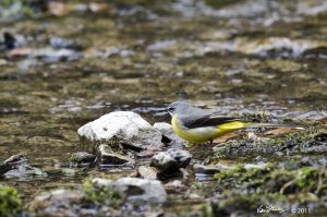 Grey Wagtail