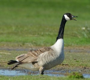 Canada Goose