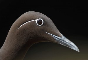 The Monocled Murre
