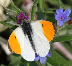 Orange-tip on Blue Gromwell