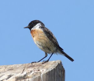 Stonechat