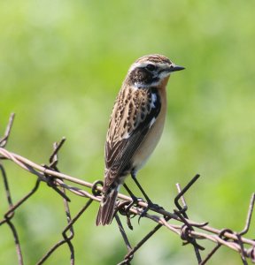 Whinchat