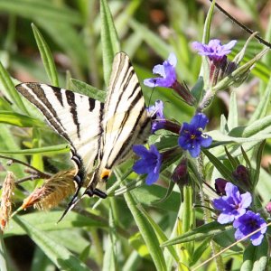 Scarce Swallowtail on Blue Gromwell